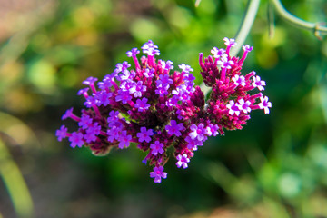 Tiny Pretty Purple Flowers With A Blurred Background