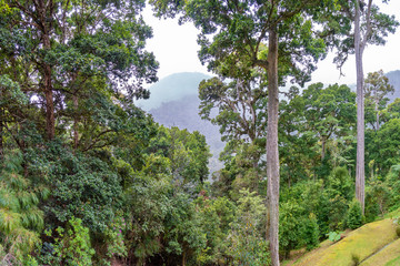 Costa Rica. Tropical montane cloud forest in the Los Quetzales National Park (Spanish: Parque Nacional Los Quetzales).