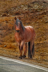 Russia. mountain Altai. Freely grazing horses along the Chui tract.