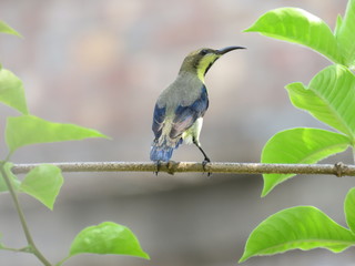 bird on a branch