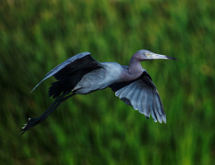 great blue heron in flight