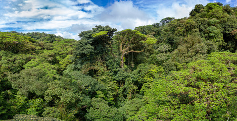 Fototapeta na wymiar Costa Rica. Tropical forest in the province of Guanacaste.