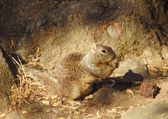 Obraz premium California ground squirrel eating nuts in the Sequoia National Forest, Potwisha Campground, California. 