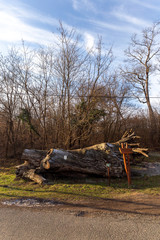 The famous Rakoczi tree near Paradfurdo