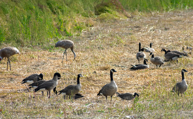 Canadian Geese, Bird Photography, Outdoor Wildlife, Nature