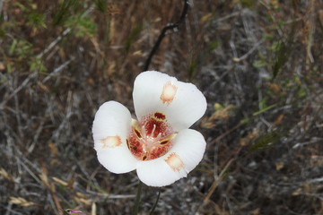 Butterfly mariposa lily blooming in the Sespe wilderness in the Los Padres National Forest,...