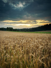 Evening mood at a grain field in the Waldviertel in Lower Austria