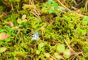 small inedible mushrooms, toadstools in the moss in the autumn forest close-up