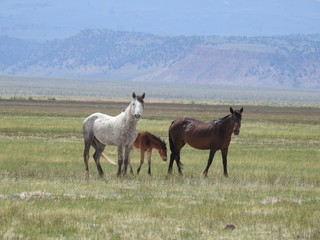 Wild horses roaming the Adobe Valley floor and foothills, in the Eastern Sierra Nevada Mountains, California.