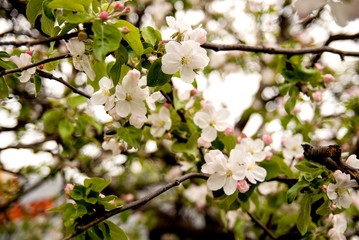 Obraz na płótnie Canvas A branch of spring blooming wild cherry. closeup spring background