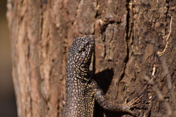 lizard