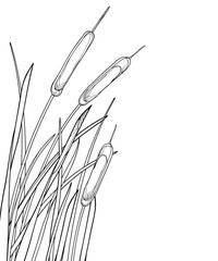 Corner bunch of outline Bulrush or reed or cattail with leaves in black isolated on white background.  - obrazy, fototapety, plakaty
