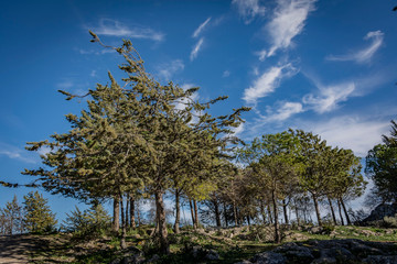 Obraz premium tree in the park