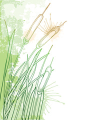 Corner bunch of outline Bulrush or reed or cattail or typha with leaves in pastel green on the white background.  - obrazy, fototapety, plakaty