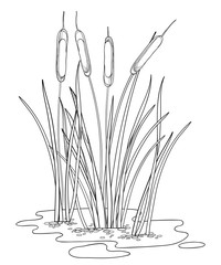 Outline Bulrush or reed or cattail or typha bush with leaves in black isolated on white background. - obrazy, fototapety, plakaty