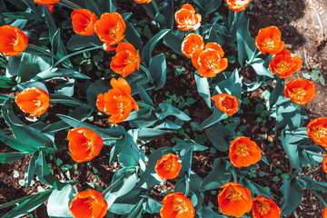 Top down view coral or orange tulips spring background. The concept of bloom and Srping.