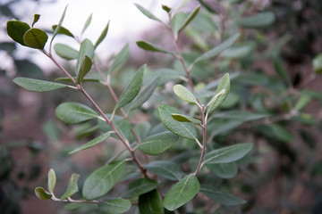 Young feijoa tree, large leaves and trunks.