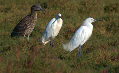heron 