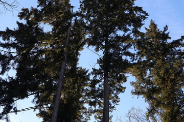 Bäume, Wald