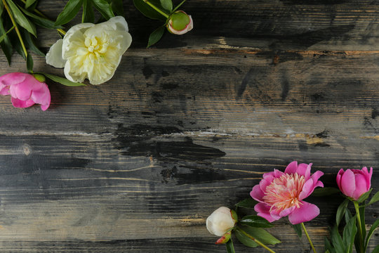 Beautiful Peony Flowers Closeup Over Textured Background With A Lot Of Copy Space For Text. International Women's Mother's Valentine's First Spring Day. Close Up, Top View, Backdrop, Flat Lay.