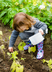 cute little girl planting seeds in vegetable patch