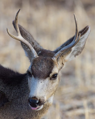 Wild Deer on the High Plains of Colorado