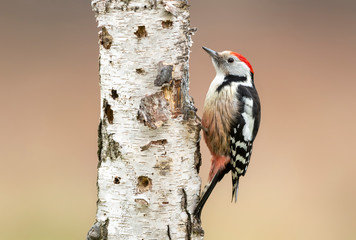 Middle spotted wodpecker (Dendrocoptes medius)