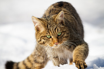 Wild european wildcat, felis silvestris, approaching in winter. Detailed front view of animal with...