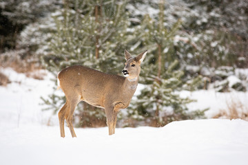 Attentive roe deer, capreolus capreolus, paying attention while snowing in wintertime. Adult doe...