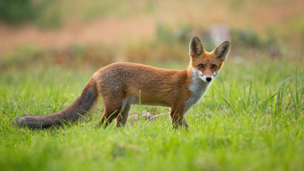 Curious red fox, vulpes vulpes, cub standing on a glade with vivid green grass and facing camera in summertime with blurred background. Young wild animal in nature.