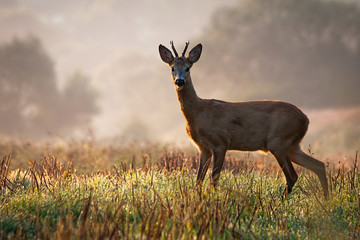 Interested roe deer, capreolus capreolus, buck watching on a field with green grass wet with dew in the summer morning. Male mammal in nature, Slovakia, Europe.
