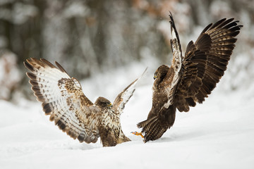 Two common buzzards, buteo buteo, fighting with wings open on snow in winter. Aggressive bird in engaged in combat over territory in Pieniny mountains, Slovakia, Europe.