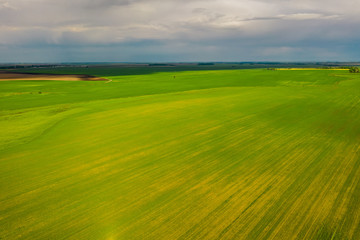 View from above - green smooth fields sown with rapeseed in Belarus
