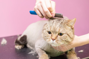 Contented cat in the pet salon. Grooming cats in a pet beauty salon. The master combes out excess hair from a trimmed cat.