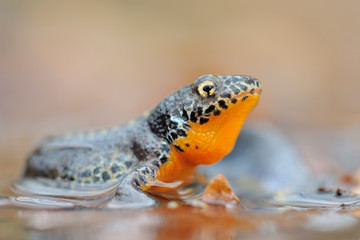 Bergmolch Triturus alpestris