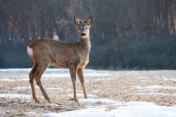 Young roe deer, capreolus capreolus, back with small antlers standing on a glade and looking to camera in winter. Wild mammal in nature with copy space.