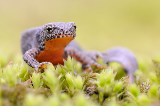 Bergmolch Triturus alpestris
