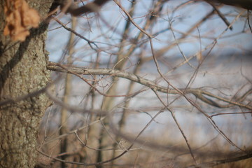 branch of a tree in winter