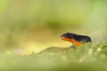 Bergmolch Triturus alpestris
