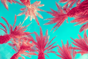 Rollo Nach Farbe Spitzen von Palmen gegen den blauen Himmel. Tropischer Naturhintergrund. Ansicht von unten der Palmen