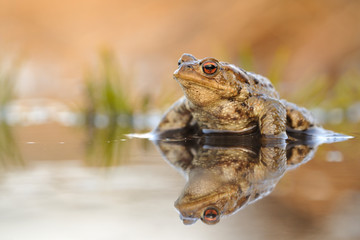 Erdkröre Bufo Bufo