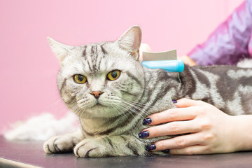 Contented cat in the pet salon. Grooming cats in a pet beauty salon. The master combes out excess hair. Express molt