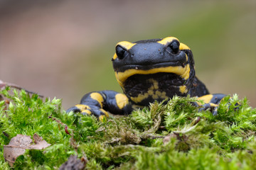 Feuersamamander Salamandra salamandra