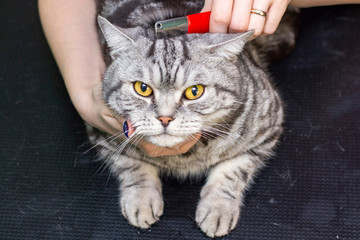 Contented cat in the pet salon. Grooming cats in a pet beauty salon. The master combes out excess hair. Express molt
