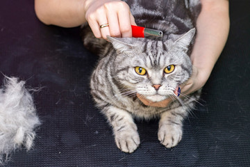 Contented cat in the pet salon. Grooming cats in a pet beauty salon. The master combes out excess hair. Express molt