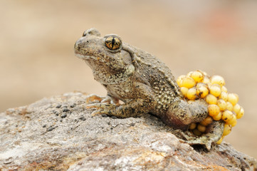 Geburtshelferkröte Alytes sp