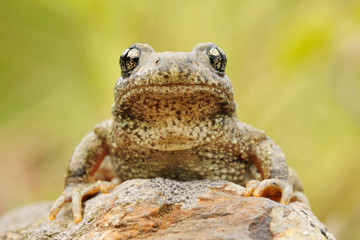 Geburtshelferkröte Alytes sp