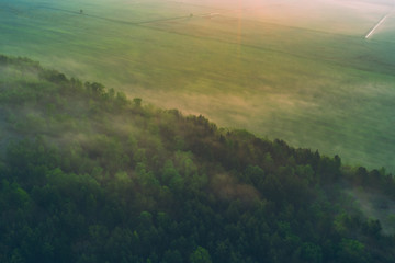 Green pine forest and collective farm field with fog early in the morning. View from above. Background