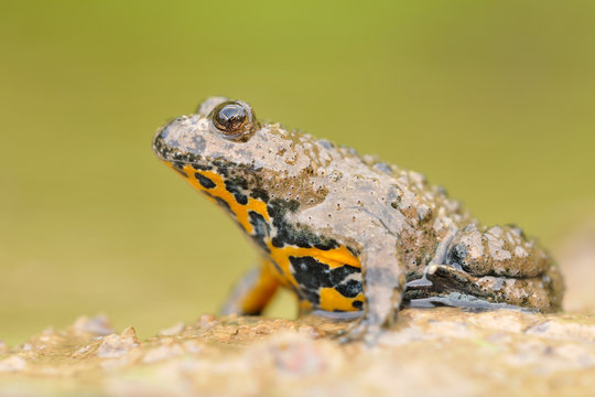 Gelbbauchunke Bombina variegata