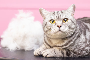 contented cat in a beauty salon. Grooming cats in a pet beauty salon. cat express molt procedure. Combing out excess hair. The cat is next to its hair. A pile of wool.